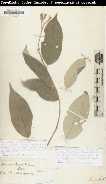 Alexander von Humboldt Solanum citrifolium